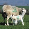 Picture of Shearwell Clear Lamb Macs - 100 Pack