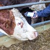 Picture of Cattle Management Bundle