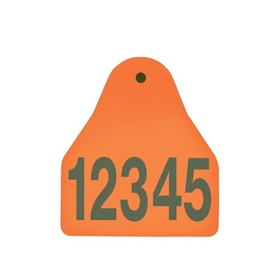 Picture of Small Male BOS | Layout 1 | Sheep Ear Tag