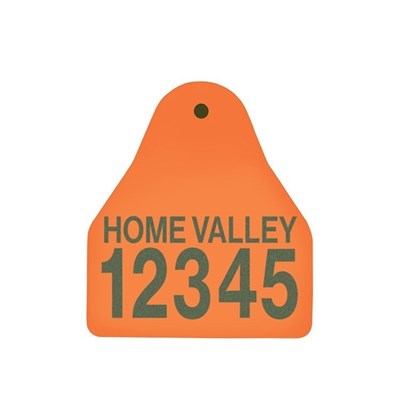 Picture of Small Male BOS | Layout 2 | Sheep Ear Tag