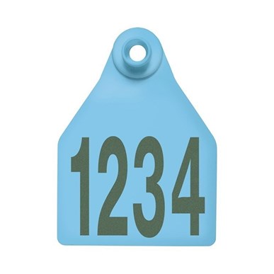 Picture of BOS Large Female |  Layout 1 | Cattle