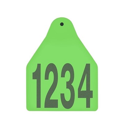 Picture of BOS Large Male |  Layout 1 | Cattle