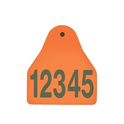 Picture of BOS Small Male | Layout 1 | Cattle