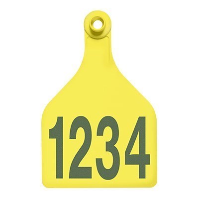 Picture of BOS XL Female | Layout 1 | Sheep