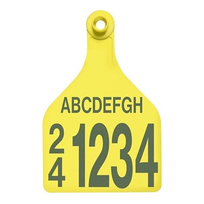 Picture of BOS XL Female | Layout 5 | Sheep